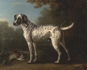 En grå plettet hund